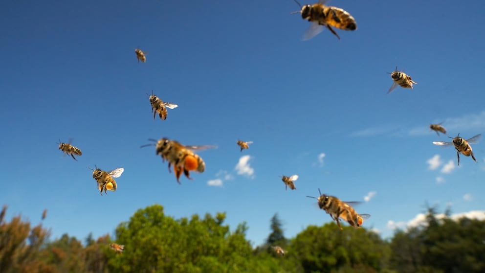Bienen im Anflug auf ihren Stock mit Pollenhöschen an den Beinen