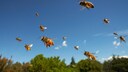 Bienen im Anflug auf ihren Stock mit Pollenh&ouml;schen an den Beinen