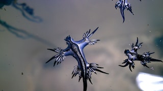 Der Blaue Drache im Meer