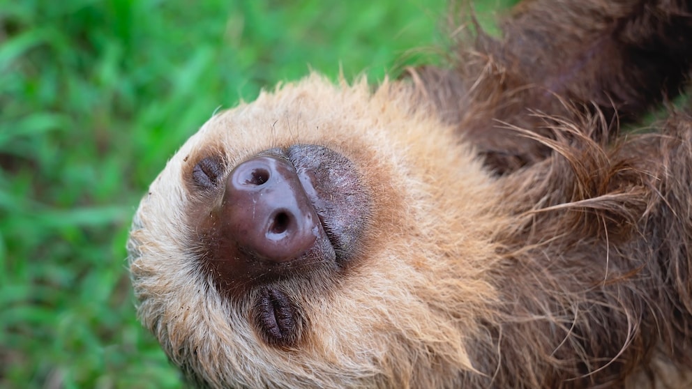 Nahaufnahme eines Zweifingerfaultiers (Choloepus hoffmanni)