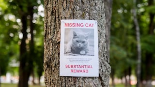 Suchanzeige mit „Katze vermisst“ an einem Baum