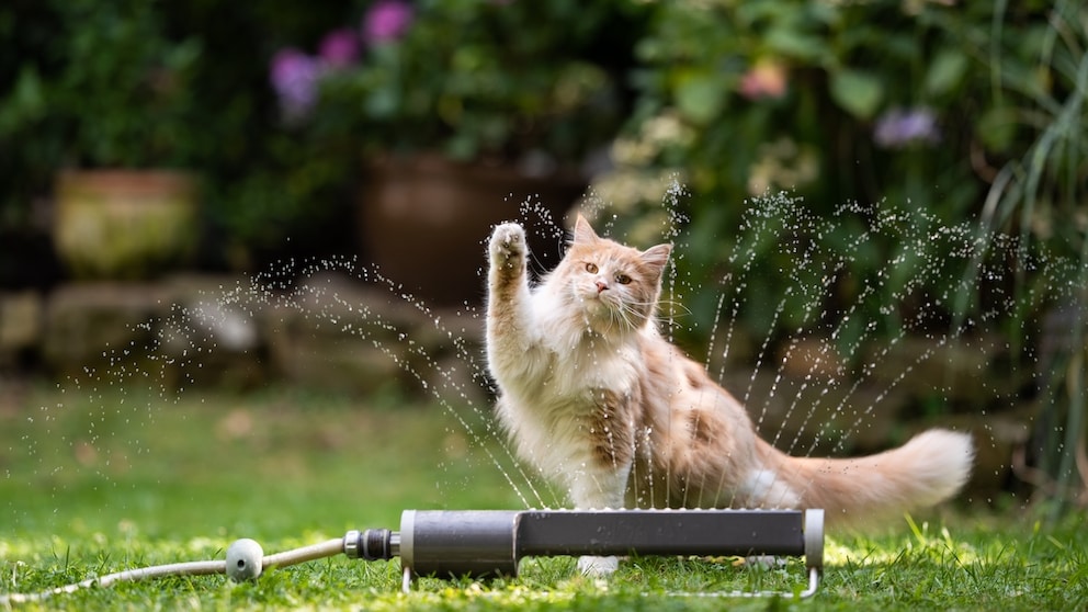 Langhaarkatze auf einer Wiese spielt mit Wasserstrahl aus dem Rasensprenger