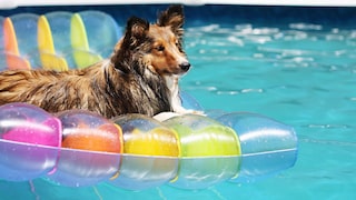Auch Hunde lieben eine Abkühlung an heißen Tagen – doch nicht jeder hat einen eigenen Pool. PETBOOK gibt Tipps, wie Hunde auch so gut durch den Sommer kommen
