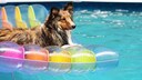 Auch Hunde lieben eine Abkühlung an heißen Tagen – doch nicht jeder hat einen eigenen Pool. PETBOOK gibt Tipps, wie Hunde auch so gut durch den Sommer kommen