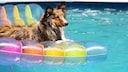 Auch Hunde lieben eine Abkühlung an heißen Tagen – doch nicht jeder hat einen eigenen Pool. PETBOOK gibt Tipps, wie Hunde auch so gut durch den Sommer kommen