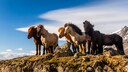 Das Islandpferd, auch Isländer oder Islandpony genannt, ist eine aus Island stammende, vielseitige und robuste Pferderasse bzw. ein Kleinpferd. Dank seines kräftigen Körperbaus kann es auch von Erwachsenen geritten werden.