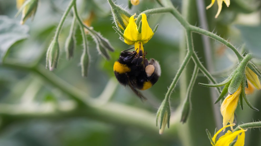 Erdhummel bei der Bestäubung an Tomanten