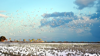 Zugvögel über der Insel Zypern