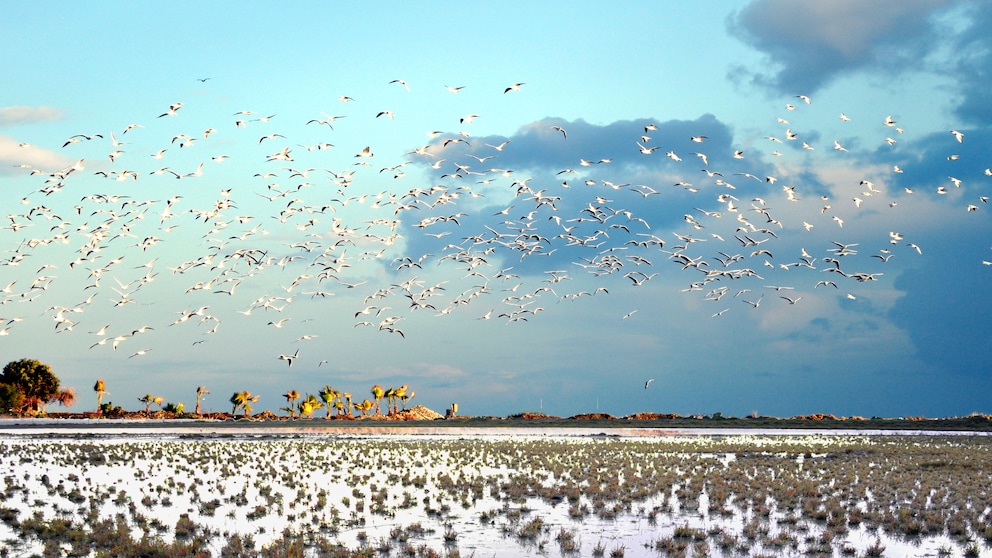 Zugvögel über der Insel Zypern