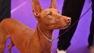 Können Hunde beurteilen, ob ein Mensch nett oder gemein ist? Das ist eine Frage, der ein Forschungsteam nun nachgegangen ist