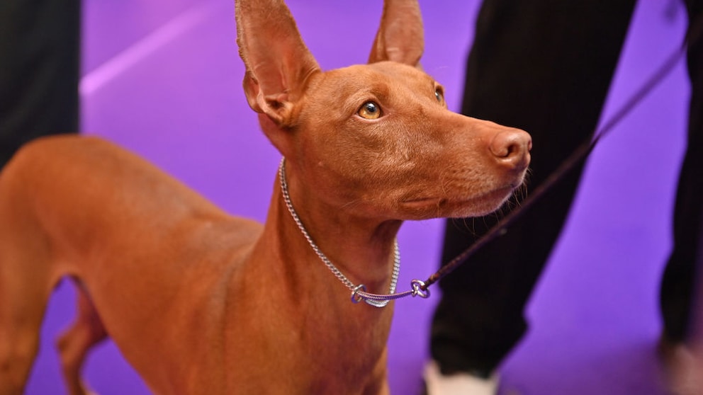 Können Hunde beurteilen, ob ein Mensch nett oder gemein ist? Das ist eine Frage, der ein Forschungsteam nun nachgegangen ist