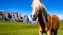 Ein Haflinger steht in den Bergen,