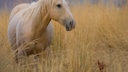 American Quarter Horse im Feld