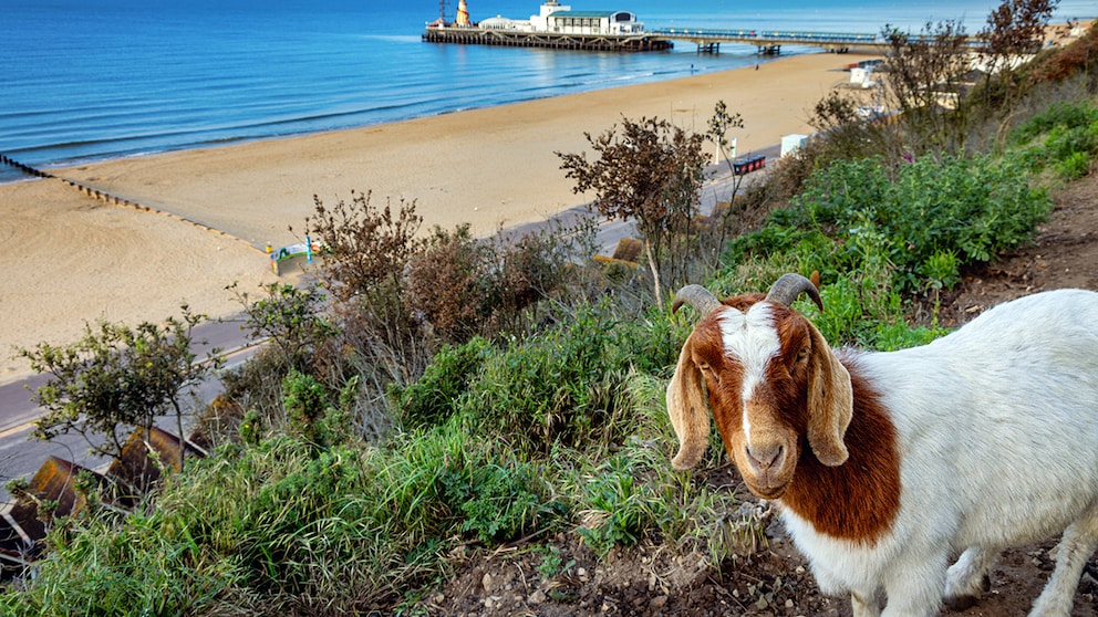 Einer der berühmten Bournmouth-Ziegen am East-Cliff mit Strand und Pier im Hintergrund