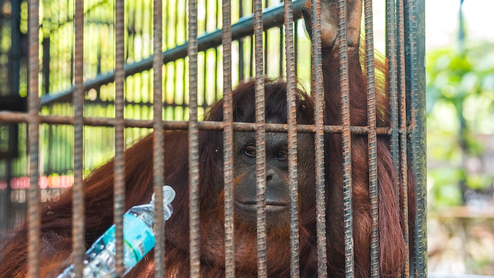 Weiblicher Orang-Utan mit Wasserflasche im Käfig