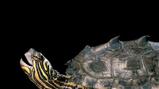 Schwarzknopf-Höckerschildkröte vor schwarzem Hintergrund