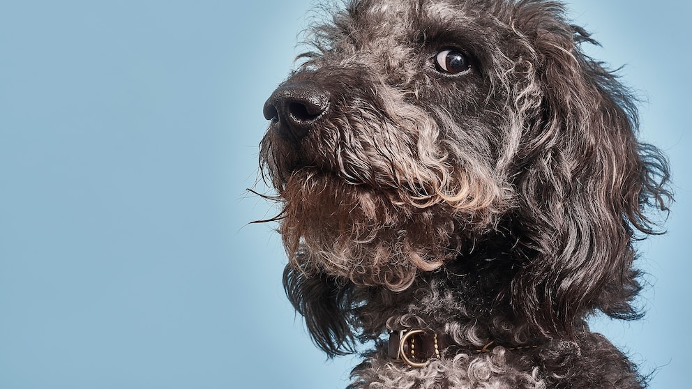 Porträt von grauem Labradoodle auf blauem Hintergrund
