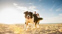 Hund l&auml;uft am Strand