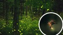Gl&uuml;hw&uuml;rmchen im Wald