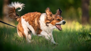 Bellender Hund aus Wiese