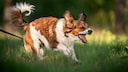 Bellender Hund aus Wiese