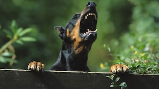 Dobermann bellt am Gartenzaun