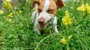 Jack Russell Terrier frisst Gras auf bl&uuml;hender Weise