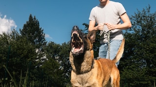 Mann hält bellenden Schäferhund an der Leine