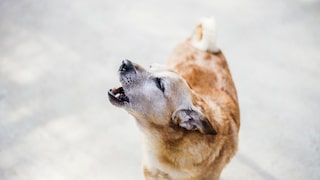 Hund, der jault