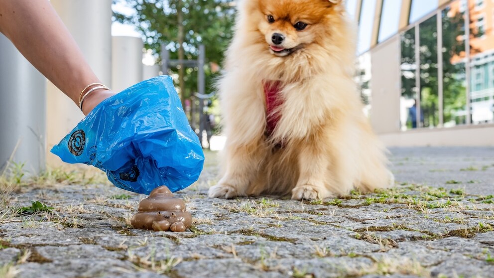 Hundekotbeutel im Test
