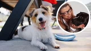 Collage aus Hund beim Training im Sommer und Porträt von Hundetrainerin Katharina Marioth (Kreis)
