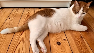 Remo zeigt seinen Bauch