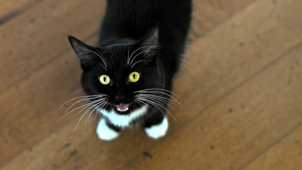 Katze schaut in die Kamera und miaut