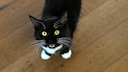 Katze schaut in die Kamera und miaut
