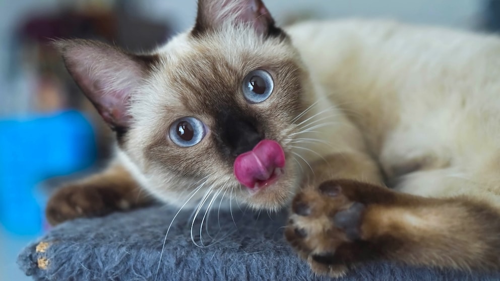 Nahaufnahme einer Siamkatze, die sich die Nase leckt.