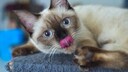 Nahaufnahme einer Siamkatze, die sich die Nase leckt.