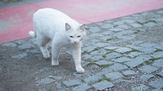 Manche Katzen scheinen immer wieder nach Hause zu finden