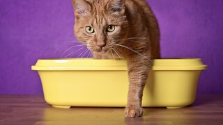Orange Katze steigt aus Katzenklo