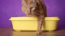 Orange Katze steigt aus Katzenklo
