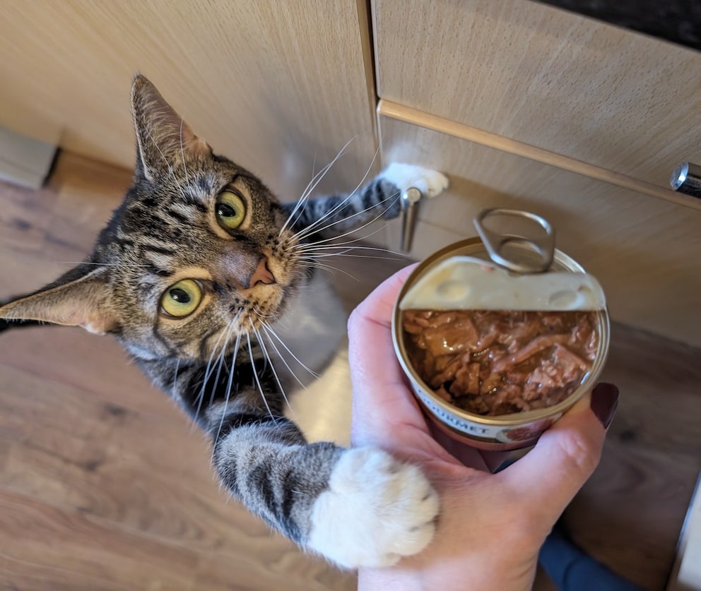 fuchsschwanz anal plug Die erogenen Zonen der Katzen main image 0