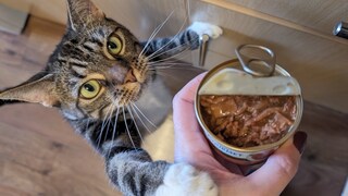 Katze springt an Hand mit offener Nassfutterdose