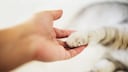 Hand mit Katzenpfote