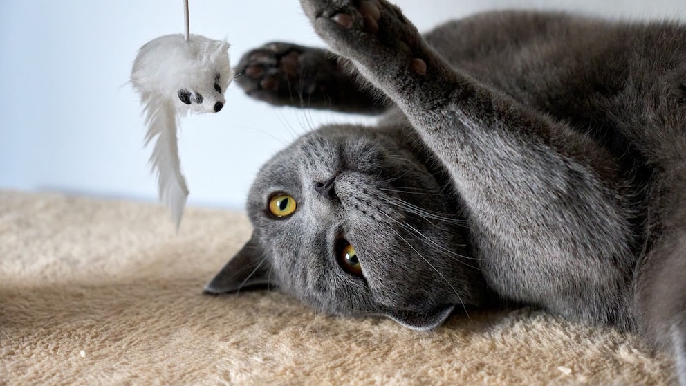 Kartäuserkatze mit Spielmaus
