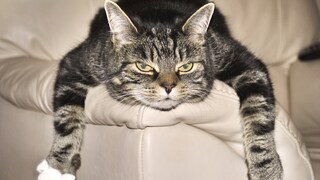 Katze liegt entspannt auf Sessellehne