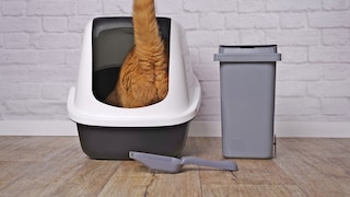 Orange Katze steigt in ein Katzenklo
