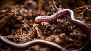 Kleinste Schlange der Welt (Tetracheilostoma carlae)