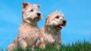 Der Irish Glen of Imaal Terrier gilt als der unterschätzte Klassiker unter den Arbeitshunden