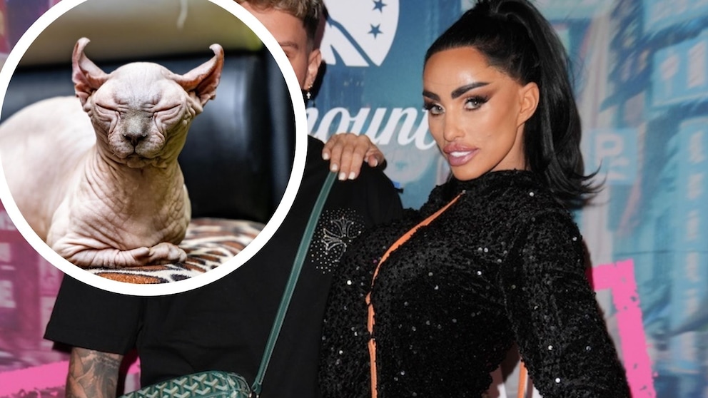 Katie Price erneut in Kritik: Ihr Sphynx-Kater Kevin (Symbolbild) hat während der Hitzewelle einen Sonnenbrand erlitten. Peta fordert Konsequenzen.