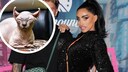 Katie Price erneut in Kritik: Ihr Sphynx-Kater Kevin (Symbolbild) hat w&auml;hrend der Hitzewelle einen Sonnenbrand erlitten. Peta fordert Konsequenzen.