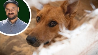 Sind Tierschutzhunde wirklich die dankbareren Hunde? Hundetrainer Simeon Faller hat dazu eine klare Meinung.